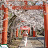 |Mùa Hoa Anh Đào| Tour Nhật Bản: Tokyo - Núi Phú SĨ - Cố đô Kyoto - Osaka 6N5D từ Hà Nội