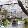 |Mùa Hoa Anh Đào| Tour Nhật Bản: Tokyo - Núi Phú SĨ - Cố đô Kyoto - Osaka 6N5D từ Hà Nội