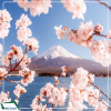 |Mùa Hoa Anh Đào| Tour Nhật Bản: Tokyo - Núi Phú SĨ - Cố đô Kyoto - Osaka 6N5D từ Hà Nội