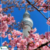 |Mùa Hoa Anh Đào| Tour Nhật Bản: Tokyo - Núi Phú SĨ - Cố đô Kyoto - Osaka 6N5D từ Hà Nội