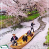 |Mùa Hoa Anh Đào| Tour Nhật Bản: Tokyo - Núi Phú SĨ - Cố đô Kyoto - Osaka 6N5D từ Hà Nội