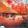 Tour Nhật Bản 6N6Đ: Tokyo - Matsumoto - Gifu - Kyoto - Osaka mùa hoa anh đào 2025 