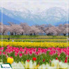 Tour Nhật Bản: Cung Đường Romantic & Bộ Tứ Mùa Xuân ASAHI FUNAGAWA 2025