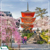Tour Nhật Bản: Quyến Rũ Mùa Hoa Anh Đào Ở Làng Cổ tích Shirakawa 6N5D từ Hà Nội