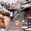 Tour Nhật Bản: Quyến Rũ Mùa Hoa Anh Đào Ở Làng Cổ tích Shirakawa 6N5D từ Hà Nội