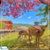 Tour Du Lịch Nhật Bản cung đường vàng mùa xuân: Hà Nội - Osaka - Kyoto - Tokyo 6N5Đ giá tốt từ Hà Nội