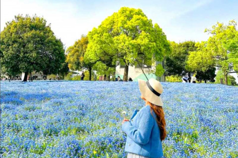 Mùa Hoa Mắt Biếc và Anh Đào Tuyệt Đẹp tại Công Viên Toneri, Tokyo