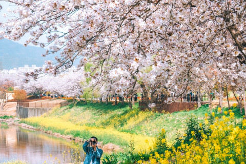 Suncheonman National Garden – Không gian chữa lành lý tưởng 
