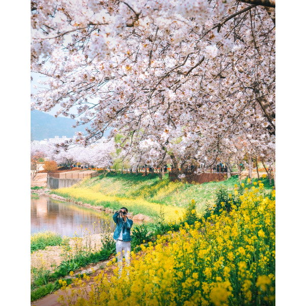 Suncheonman National Garden – Không gian chữa lành lý tưởng khi du lịch Hàn Quốc mùa xuân