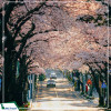 Tour Hàn Quốc: Seoul - Nami - Công viên  Yeuoido  - Công viên Everland - Rừng Seoul Giá tốt từ Hà Nội năm 2025