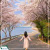 Tour Hàn Quốc: Seoul - Nami - Công viên  Yeuoido  - Công viên Everland - Rừng Seoul Giá tốt từ Hà Nội năm 2025