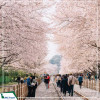 Tour Hàn Quốc: Seoul - Nami - Công viên  Yeuoido  - Công viên Everland - Rừng Seoul Giá tốt từ Hà Nội năm 2025