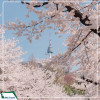 Tour Hàn Quốc: Seoul - Nami - Everland - Công viên Yeouido mùa hoa anh đào 5N4D từ Hà Nội