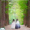 Tour Hàn Quốc: Seoul - Nami - Everland - Công viên Yeouido mùa hoa anh đào 5N4D từ Hà Nội