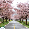 Tour Hàn Quốc: Seoul - Nami - Everland - Công viên Yeouido mùa hoa anh đào 5N4D từ Hà Nội