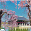 Tour Hàn Quốc: Seoul - Nami - Everland - Công viên Yeouido mùa hoa anh đào 5N4D từ Hà Nội