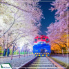 Tour Hàn Quốc: Seoul - Nami - Everland - Công viên Yeouido mùa hoa anh đào 5N4D từ Hà Nội