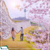 Du lịch Hàn Quốc 5N4D: Seoul - Nami - Everland cung đường hoa anh đào từ Hà Nội năm 2025