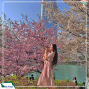 Du lịch Hàn Quốc 5N4D: Seoul - Nami - Everland cung đường hoa anh đào từ Hà Nội năm 2025