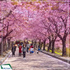 Tour Hàn Quốc 6N5Đ: Hà Nội - Busan - Seoul - Đảo Nami - Incheon - Ngắm Hoa Anh Đào