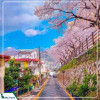 Tour Hàn Quốc 6N5Đ: Hà Nội - Busan - Gyeongju - Seoul (Bay Vietnam Airlines) ngắm hoa anh đào