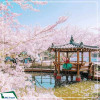 Tour Hàn Quốc 6N5Đ: Hà Nội - Busan - Gyeongju - Seoul (Bay Vietnam Airlines) ngắm hoa anh đào