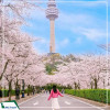 Tour Hàn Quốc 6N5Đ: Hà Nội - Busan - Gyeongju - Seoul (Bay Vietnam Airlines) ngắm hoa anh đào