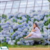 Du lịch Hàn Quốc: Seoul - Jeju - Camellia Hill - Everland 6N5D từ Hà Nội giá tốt năm 2025