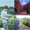 Du lịch Hàn Quốc: Seoul - Jeju - Camellia Hill - Everland 6N5D từ Hà Nội giá tốt năm 2025
