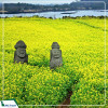 Tour Hàn Quốc dịp hè: Seoul - Jeju - Camellia Hill - Nami - Everland 6 ngày từ Hà Nội