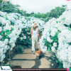 Tour Hàn Quốc dịp hè: Seoul - Jeju - Camellia Hill - Nami - Everland 6 ngày từ Hà Nội